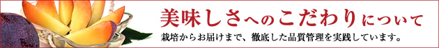 美味しさへのこだわり　栽培方法からお届けまで、徹底した品質管理を実践しています。