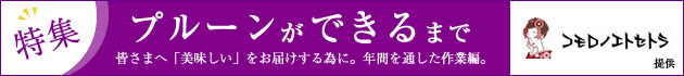 特集　プルーンができるまで　皆さまへ「美味しい」をお届けする為に。年間を通した作業編。　コモロノエトセトラ　提供